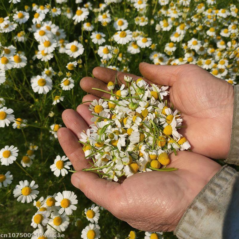 100% Natural Chamomile Dried F - Candle Making And Perfume recension och pris